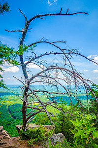 山顶上有古老的干枯树绿色风景公园森林数控季节树叶松树国家晴天图片