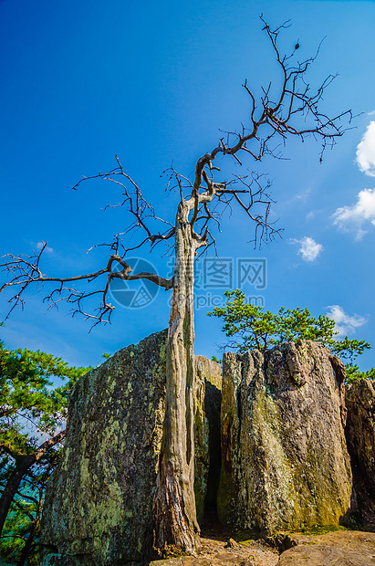 山顶上有古老的干枯树数控绿色风景树叶松树远足季节森林公园晴天图片