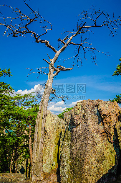 山顶上有古老的干枯树数控远足国家松树风景绿色公园季节晴天树叶图片