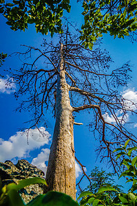 山顶上有古老的干枯树晴天树叶松树季节国家公园远足风景数控森林图片