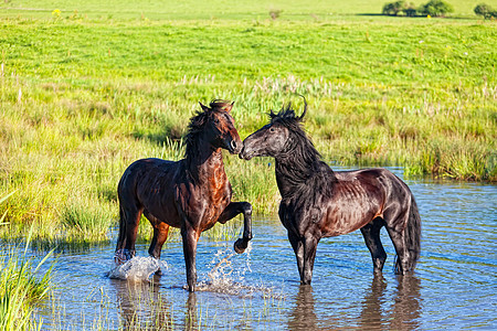 两匹美丽的马 站在山湖上鬃毛草地农业马匹团体运动哺乳动物场地跑步牧场图片