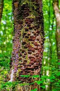 在森林一棵活树上生长的蘑菇 说明孢子藻类荒野宏观猪苓树木树干植物毒菌图片