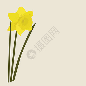 背面的 Dafodills 矢量插图黄色生活植物花束卡片花瓣花园叶子水仙花水仙图片