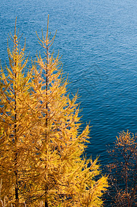 贝加尔湖的秋天世界上最古老 最深 水量最大的淡水湖假期公园土地荒野淡水观光叶子场景国家爬坡图片