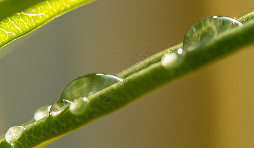 雨滴绿色植物叶子图片