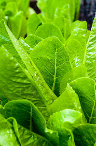 吉卜赛人生菜叶子营养莴苣绿色食物花园长叶蔬菜植物图片