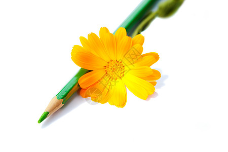 用铅笔的花朵季节帆布绘画太阳花园金盏花铅笔画团体蓝色调色板图片