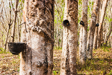 在巴西橡胶树的树干上加杯 用于乳胶产品滴水聚合物种植园液体树木森林乳白色窃听牛奶萃取图片