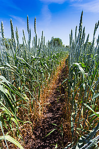 带小麦的绿田玉米农田收成太阳耳朵天空谷物种子蓝色稻草图片