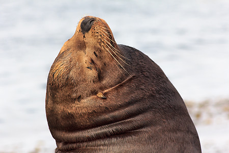 加利福尼亚海狮海滩动物哺乳动物胡须海洋主题野生动物荒野动物群棕色图片