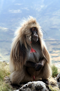 Gelada 鲸目动物猿猴灵长类山脉图片