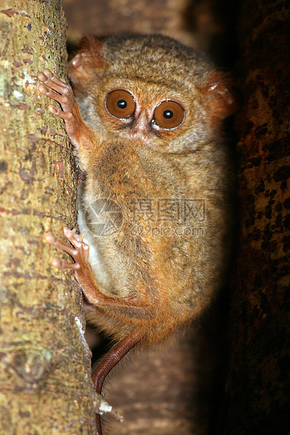 Tarsier 世界野外最小的灵长类动物生态野生动物手指生态旅游旅游眼睛情调科雷跗骨哺乳动物图片