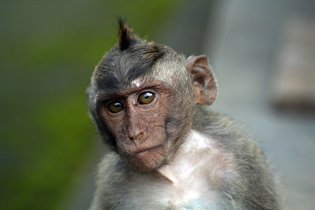 马卡克语Name热带生物毛皮动物园荒野成人灵长类头发哺乳动物野生动物图片