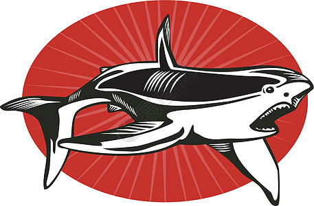 鲨鱼攻击插图野生动物艺术品海洋生物动物背景图片