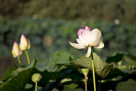 莲花花百合花瓣植物绿色植物学白色荷花植物群宏观粉色图片