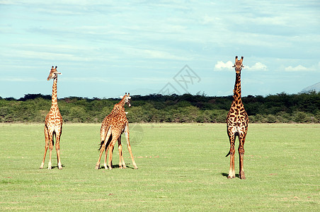 坦桑尼亚东部非洲Serengeti的Giraffes生活森林场景季节公园游戏土地旅游栖息地野生动物图片