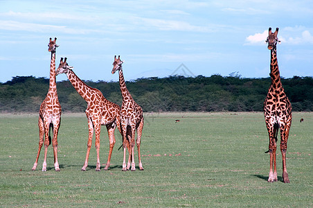 坦桑尼亚东部非洲Serengeti的Giraffes森林土地国家旅行季节哺乳动物生活游戏栖息地荒野图片