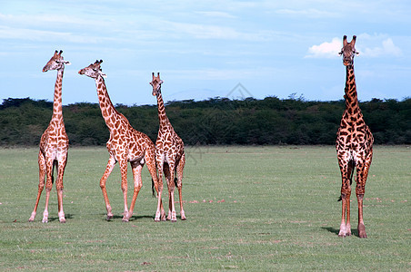 坦桑尼亚东部非洲Serengeti的Giraffes情绪旅游荒野场景环境旅行森林栖息地季节哺乳动物图片