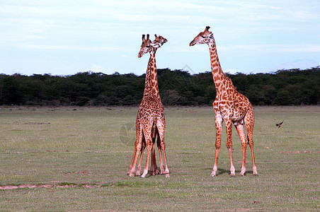 坦桑尼亚东部非洲Serengeti的Giraffes拥抱野生动物森林哺乳动物土地荒野动物旅游环境公园图片