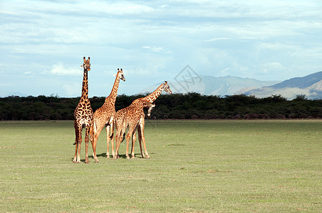 坦桑尼亚东部非洲Serengeti的Giraffes拥抱哺乳动物动物栖息地土地情绪生活游戏野生动物森林图片