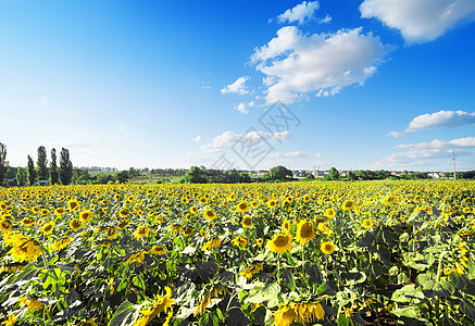 向日向向外田活力向日葵场景蓝色天空花瓣农业树木生长草地图片