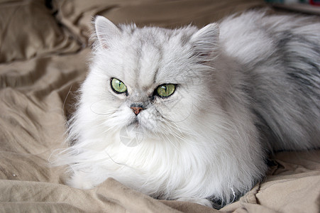 "耳朵"百日猫猫科动物朋友耳朵灰色宠物毛皮伴侣眼睛背景