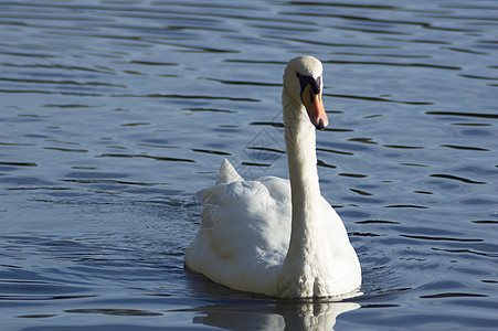 天鹅白色镜像游泳野生动物池塘尾巴漂浮荒野反射脖子图片
