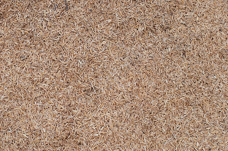 生产肥料的稻壳种子稻田燃料植物图片