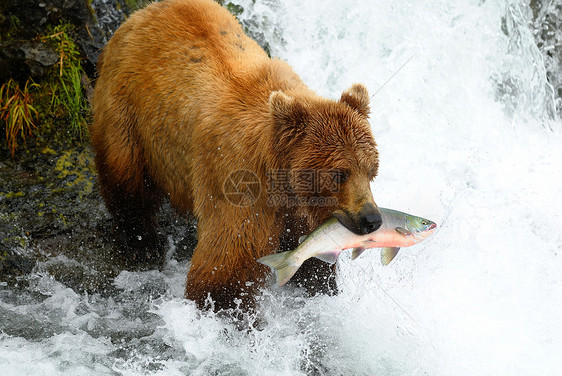 棕熊抓着鲑鱼图片
