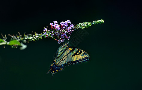 东虎燕尾蝴蝶花朵衬套荒野紫色图片