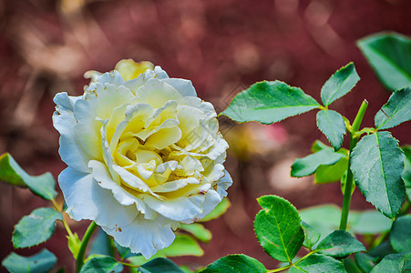 美丽的玫瑰礼物植物庆典花束红色粉色花园花朵花瓣宏观图片