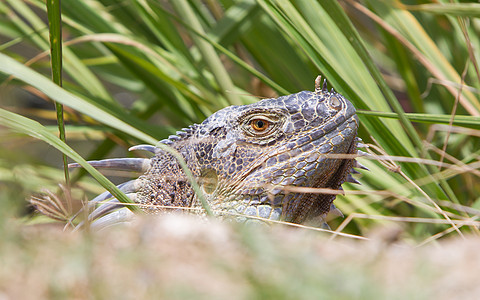 Iguana伊瓜纳蜥蜴冒充动物热带视线尖刺绿色异国情调栖息地食草图片