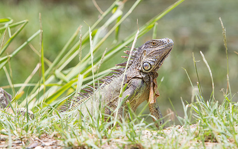 Iguana伊瓜纳蜥蜴休息鬣蜥岩石食草水平尖刺冒充胡须视线异国图片