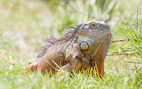 Iguana伊瓜纳蜥蜴爬虫冒充绿色情调栖息地视线水平热带食草胡子图片