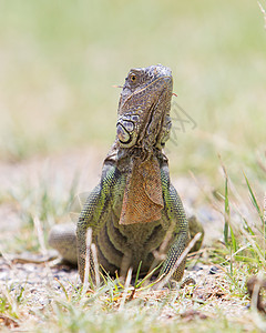 Iguana伊瓜纳蜥蜴冒充野生动物鬣蜥胡须异国热带胡子动物岩石爬虫图片