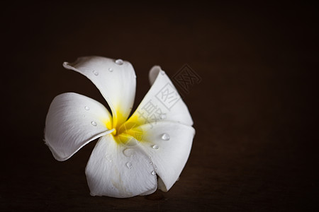 弗朗吉帕尼花朵茉莉雌蕊树叶热带桌子植物学茉莉花季节金子花瓣图片