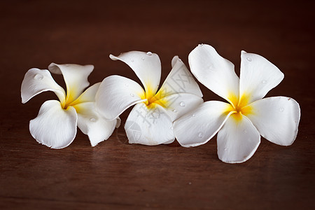 弗朗吉帕尼花朵温泉植物雌蕊木头金子花园树叶茉莉桌子花瓣图片