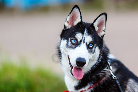 狗黑色纯种西伯利亚眼睛小狗犬类蓝色毛皮动物黑色白色背景