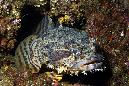 鱼眼睛生物嘴唇野生动物触须海洋动物图片