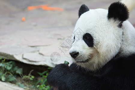 预防濒危竹子食物毛皮动物园熊猫栖息地游客动物森林图片
