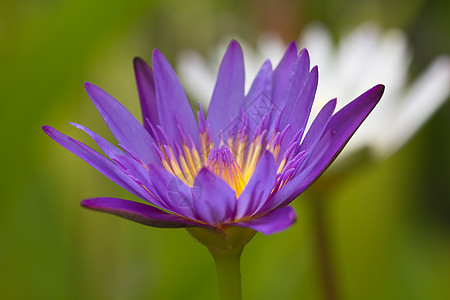 紫色莲花植物学叶子荒野池塘花园花瓣荷花植物群冥想异国图片