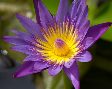 紫色莲花花瓣环境植物学宏观公园百合异国植物群荒野情调图片