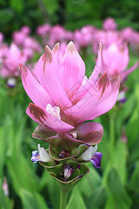 泰国的暹子郁金紫色季节性旅行叶子植物学粉色花园花瓣郁金香植物群图片
