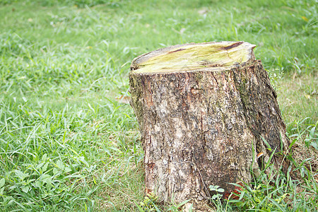 树立木荒野叶子植物学野生动物死亡树桩灾难木头危险生长图片
