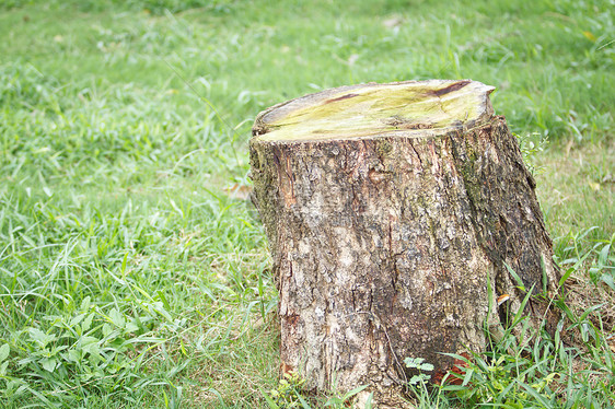 树立木荒野叶子植物学野生动物死亡树桩灾难木头危险生长图片
