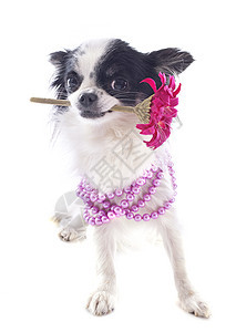 吉娃娃和花朵动物伴侣宠物黑色衣领犬类珠宝雏菊粉色珍珠图片