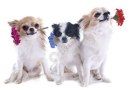 吉娃娃和鲜花棕色雏菊工作室白色犬类宠物黑色伴侣动物图片