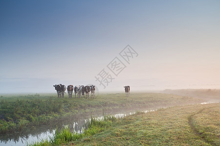 牧草的牲畜 在大雾中的早晨图片