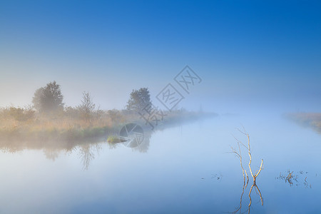雾中在湖边的树上图片