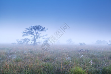 在茂密的晨雾中的树木图片